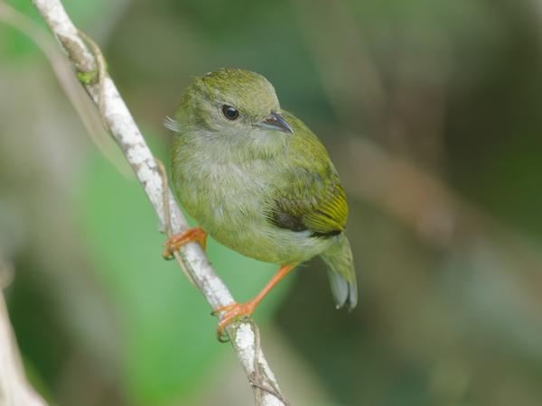 Bonte manakin (Manacus manacus)